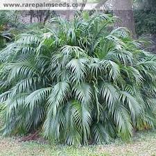Cat Palm